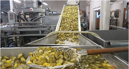 Pickle Processing Plant